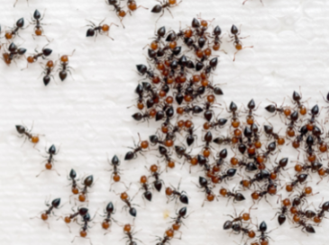 Get rid of ants with Dynamic Pest Control ant Services in Phoenix